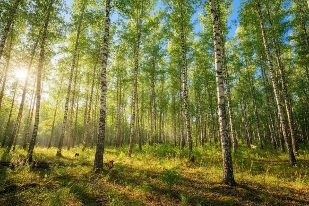 A sunlit birch forest with tall white-barked trees, green foliage, and golden sunlight filtering through the canopy onto the grassy ground.